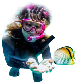 シュノーケルで魚のえさやり体験